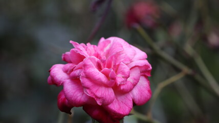 pink rose flower