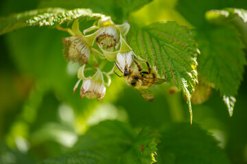 bee on a flower