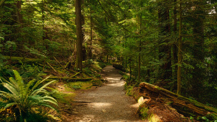 Obraz premium Filtered sunlight on ferns and mossy logs on BC urban forest trail.