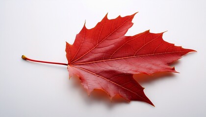 a single red maple leaf realistic texture isolated on white background