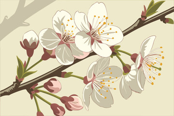Fototapeta premium close up, delicate white cherry blossom flowers blooming on a branch, natural lighting, soft focus background, vibrant, detailed, high resolution, hyper realistic