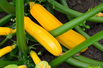 Obraz premium yellow Zucchini Harvest Close-up of Fresh Vegetables in Garden