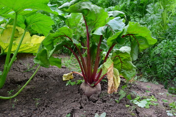 Beetroot plant growing in garden soil with large green leaves