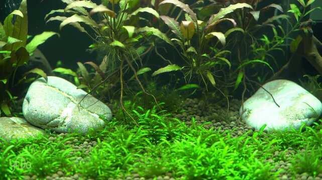 Dynamic Footage of a Freshwater Aquarium with Active Tropical Fish