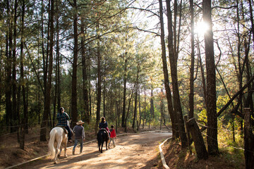 camino forestal