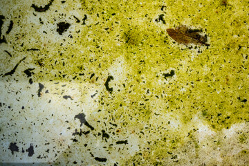 Old pool floor with algae, Poolboden alt mit algen