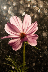 Rózowe kwiaty kosmos, tło kwiatowe. © Elżbieta Kaps