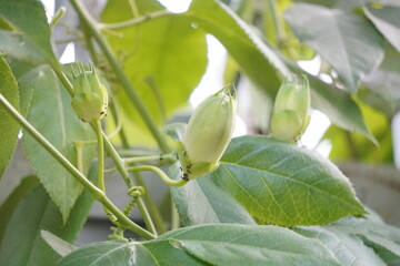 Close-up of the passion flower buds on its plant