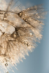 Złote dmuchawce w kroplach wody, abstrakcyjne tło kwiatowe. © Elżbieta Kaps