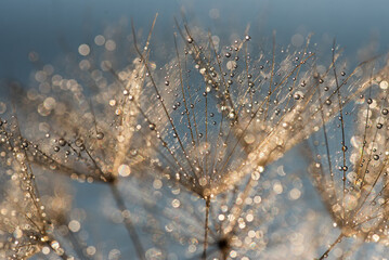 Złote dmuchawce w kroplach wody, abstrakcyjne tło kwiatowe. © Elżbieta Kaps
