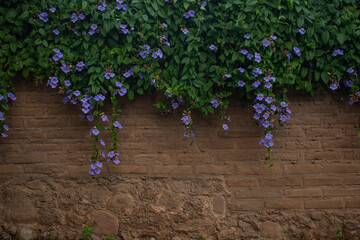 muro