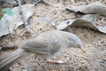 Close-up of a jungle myna catching ants from the ground