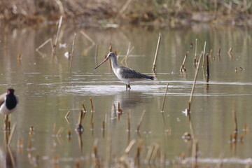The Black-tailed Godwit is a tall, graceful wader with long legs and a straight bill. Known for its...