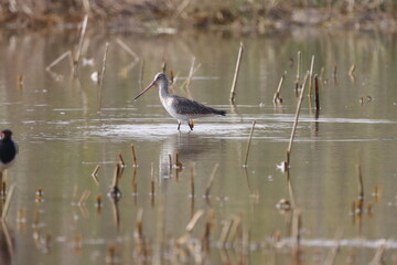 The Black-tailed Godwit is a tall, graceful wader with long legs and a straight bill. Known for its...