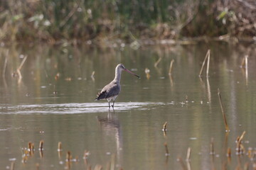 The Black-tailed Godwit is a tall, graceful wader with long legs and a straight bill. Known for its striking black-and-white tail and rusty breeding plumage, it thrives in marshes and shallow wetlands