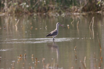 The Black-tailed Godwit is a tall, graceful wader with long legs and a straight bill. Known for its...
