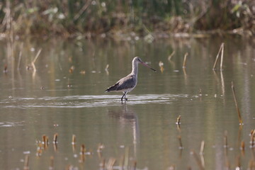 The Black-tailed Godwit is a tall, graceful wader with long legs and a straight bill. Known for its...