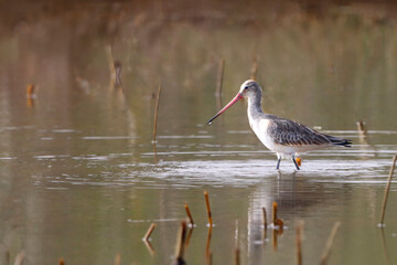 The Black-tailed Godwit is a tall, graceful wader with long legs and a straight bill. Known for its striking black-and-white tail and rusty breeding plumage, it thrives in marshes and shallow wetlands