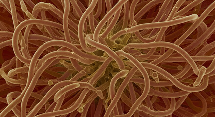 SEM of Twisted Filaments in Spider Flower