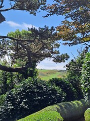 japanese garden in spring