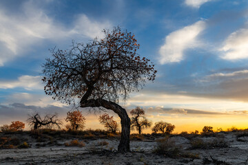 Picturesque turangas (trees from the poplar genus) on an autumn evening against the background of...