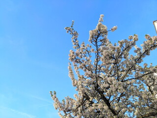 Abundant White Blossom Tree Against a Vibrant Blue Sky in London