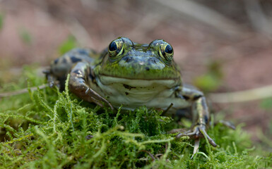 Mink Frog