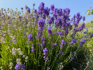 Close-up of fragrant lavender flowers blooming under bright summer sunlight