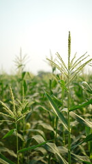 corn cobs in the corn field