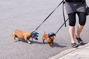 Two red smooth coat standard dachshunds wearing a denim sunhat walking on lead with their female owner in summer, Lévis, Québec, Canada
