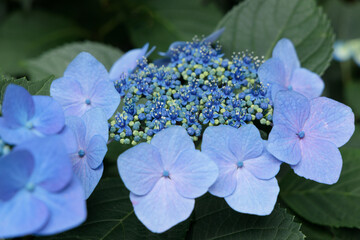 咲き始めたガクアジサイの小さな花