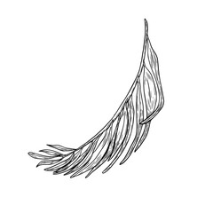 Acai tree palm leaves black white vector illustration isolated white. Tropical palm frond, exotic leaves areca hand drawn ink. Leaf engraving drawing for wrapping, packaging, label, kitchen utensil.