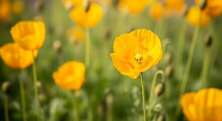 Fototapeta premium Vibrant Yellow Poppies Dancing in the Meadow: A Captivating Floral Display