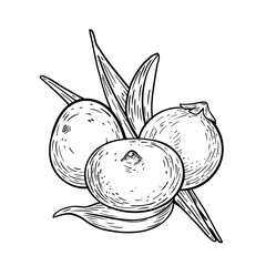 Acai berries and palm leaves black white vector illustration isolated on white. Superfood berry engraving painted. Fresh ripe acai purple berries, tropical fruit hand drawn ink for packaging, label.