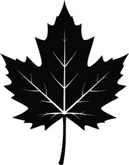 Fototapeta premium Black maple leaf silhouette with textured detail isolated on white background