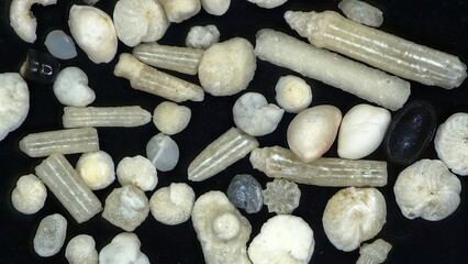 Assorted foraminifera shells under magnification showing various fossil microfauna shapes and...