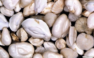 Assorted foraminifera shells under magnification showing various fossil microfauna shapes and structures, ideal for scientific and educational use.