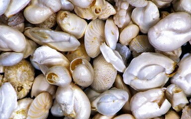 Assorted foraminifera shells under magnification showing various fossil microfauna shapes and structures, ideal for scientific and educational use.