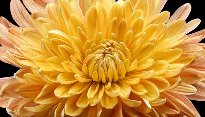 43 yellow chrysanthemum flower large isolated bloom