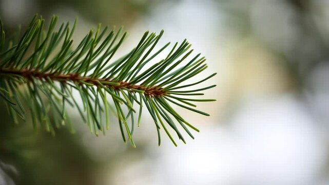 How about Close-up of a pine branch with fresh green needles? High quality natural video footage 4k cenamatic video short