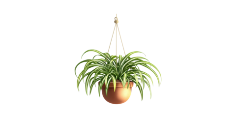 Hanging Spider Plant In Terracotta Pot. Indoor Air Purification And Home Decor Isolated On Transparent Background