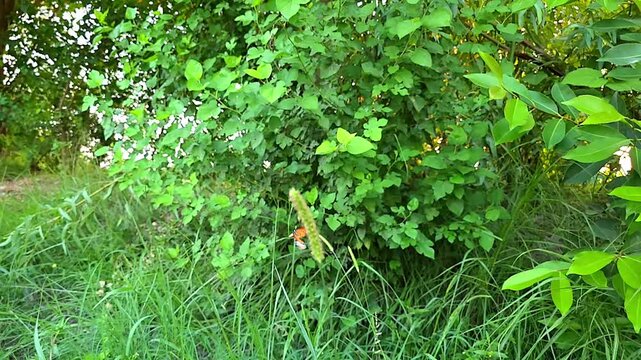 Plain Tiger Butterfly [Danaus chrysippus] Flying Over Grass &ndash; 240fps Slow Motion 4K Footage
