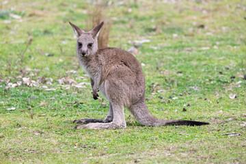 Fototapeta premium Photograph of a baby Kangaroo standing on grass in the midday sunshine in Capertee Valley in the Wollemi National Park in the Central Tablelands of NSW, Australia.