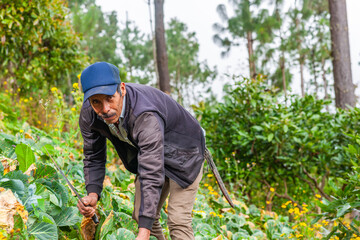 Portrait of an adult farmer in a cabbage field in Latin America.