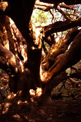 Ancient Yews in Chichester, England