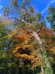 Ancient Yews in Chichester, England