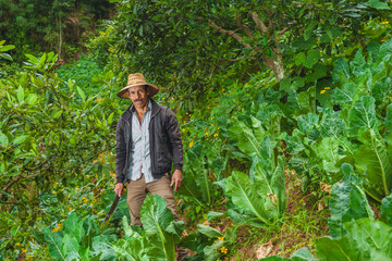 Portrait of an adult farmer in a cabbage field in Latin America.