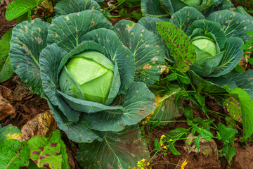 Beautiful organic cabbages, with large leaves all around, planted in a field in Latin America