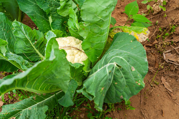 Beautiful organic cabbages, with large leaves all around, planted in a field in Latin America
