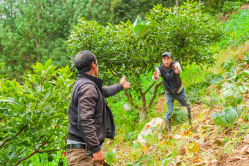 A couple of farmers harvest cabbages on their farm in the mountains.